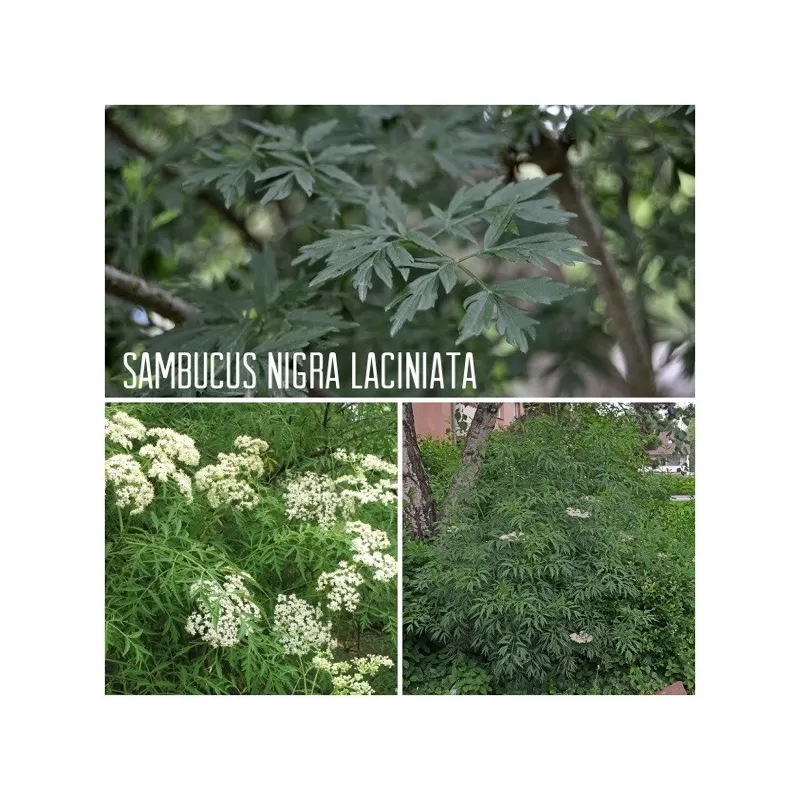 Juoduogis šeivamedis - Sambucus nigra LACINIATA
