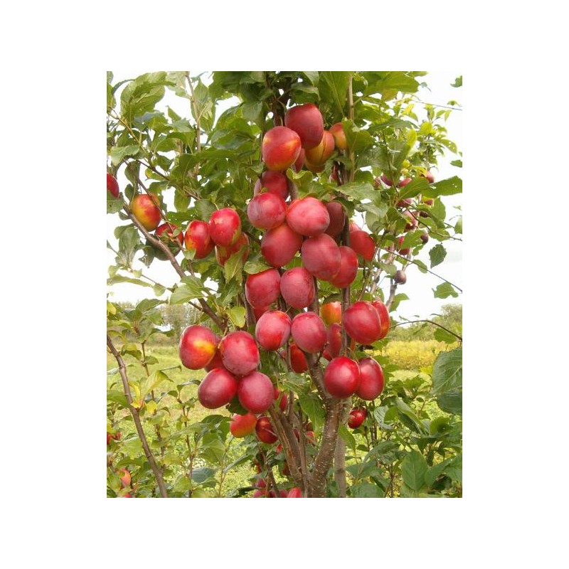 Plum - Prunus domestica KOLONNOVIDNAJA