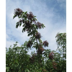 Elderberry - Sambucus nigra MAMMUT