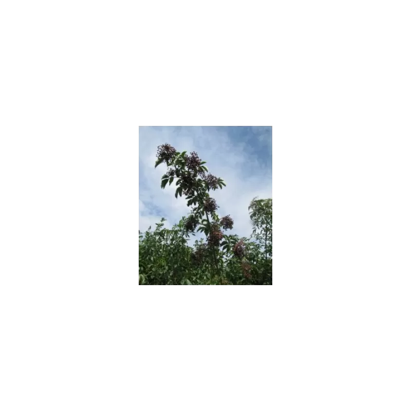 Juoduogis šeivamedis - Sambucus nigra MAMMUT