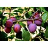 Plum - Prunus domestica CACANSKA RANA