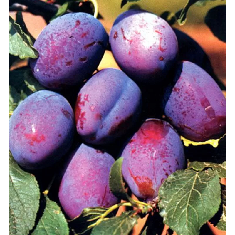 Slyvų sodinukai internetu su pristatymu į namus