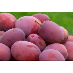 Žagarės sodų vaismedžiai internetu su pristatymu į namus