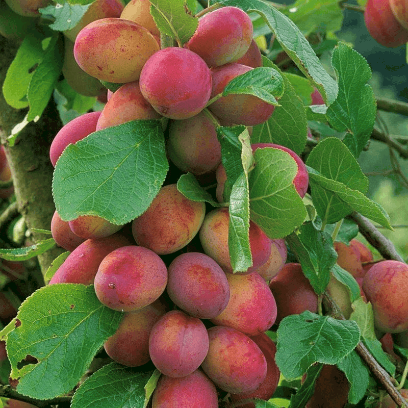 Naminė slyva  - Prunus domestica VICTORIA