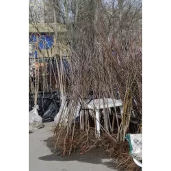 Žagarės sodų vaismedžiai internetu su pristatymu į namus