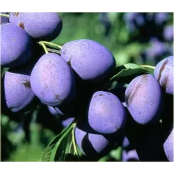 Plum - Prunus domestica DOBROVICKA