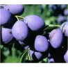 Plum - Prunus domestica DOBROVICKA
