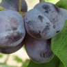 Plum - Prunus domestica PRESIDENT