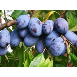 Naminė slyva - Prunus domestica HERMAN