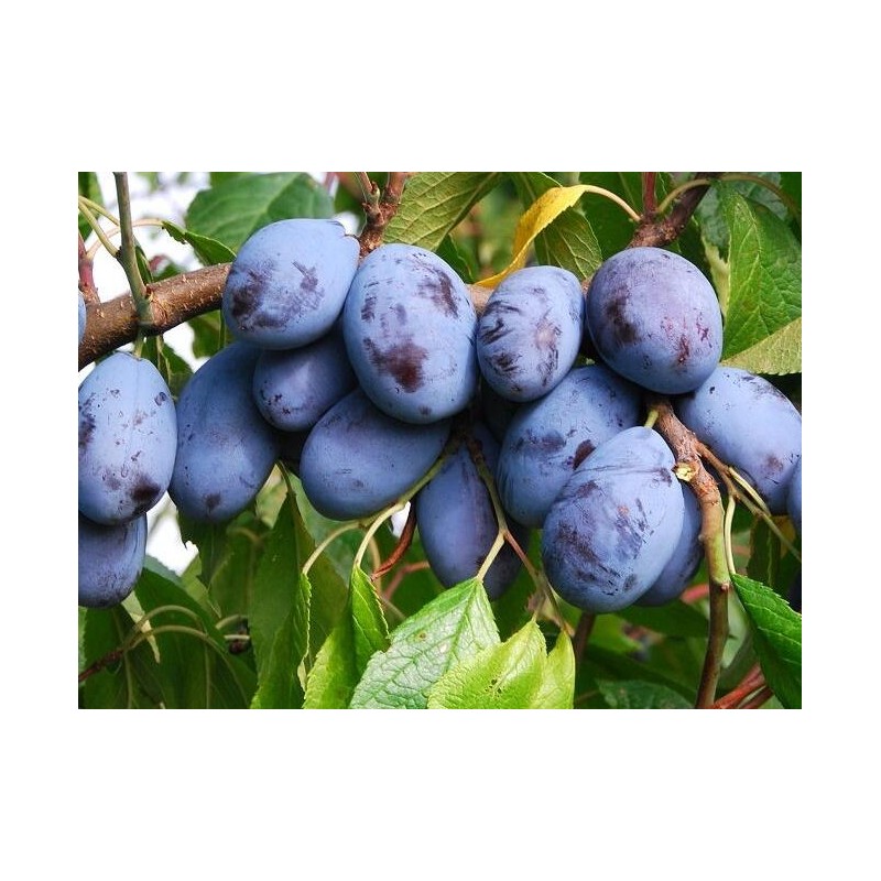 Plum - Prunus domestica HERMAN