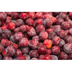 Plum - Prunus domestica SANTA ROSA