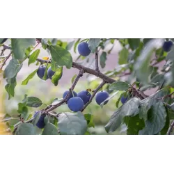 Slyvų sodinukai internetu su pristatymu į namus