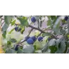 Plum - Prunus salicina BLACK AMBER