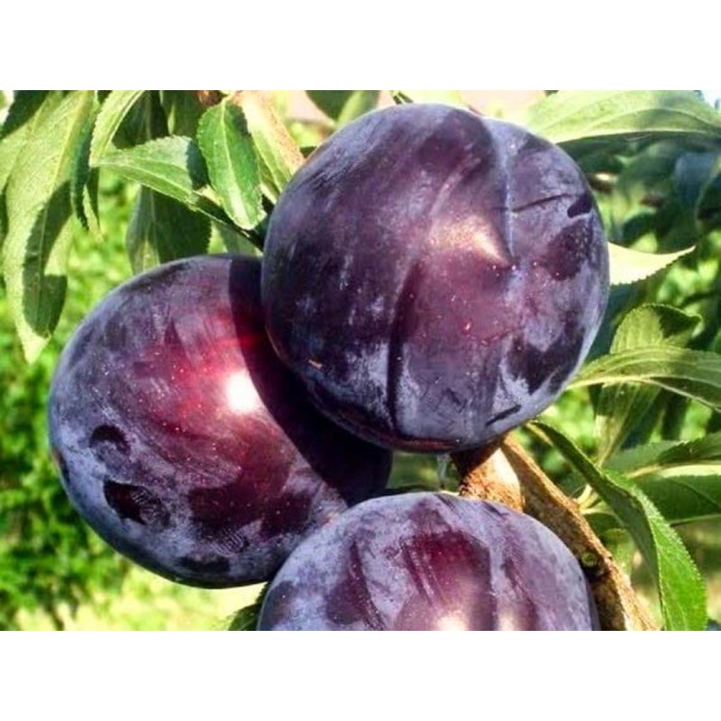 Japoninė slyva - Prunus salicina BLACK AMBER