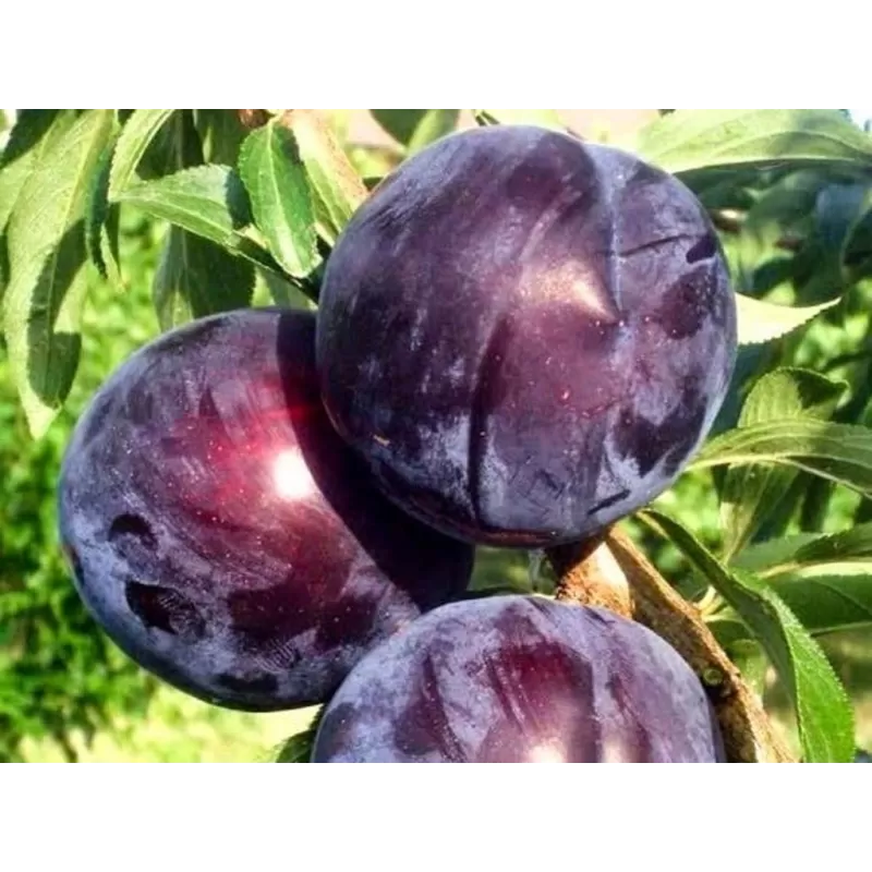 Plum - Prunus salicina BLACK AMBER