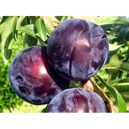 Plum - Prunus salicina BLACK AMBER