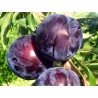 Plum - Prunus salicina BLACK AMBER