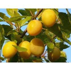 Plum - Prunus domestica SONEIKA