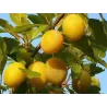 Plum - Prunus domestica SONEIKA