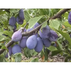 Plum - Prunus domestica COMMON HUNGARIAN