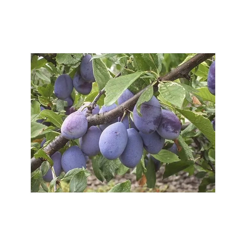 Plum - Prunus domestica COMMON HUNGARIAN