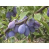 Naminė slyva - Prunus domestica PAPRASTA VENGRINĖ