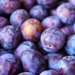 Plum - Prunus domestica GYNE