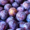 Plum - Prunus domestica GYNE