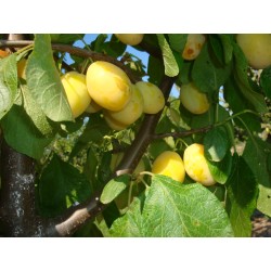 Naminė slyva - Prunus domestica ANCE