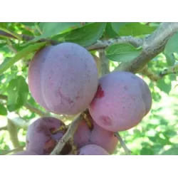 Plum - Prunus domestica AVE