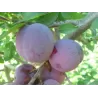 Plum - Prunus domestica AVE