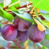 Naminė slyva - Prunus domestica AVE