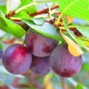Plum - Prunus domestica AVE
