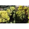 Kalninė pušis  - Pinus mugo OPHIR