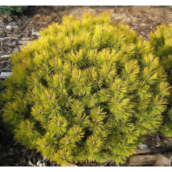 Kalninė pušis  - Pinus mugo OPHIR
