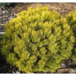 Kalninė pušis - Pinus mugo OPHIR