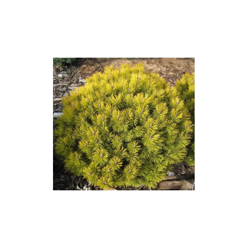 Garden plants/Trees/Flowers/ web-shop