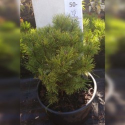 copy of Kalninė pušis  - Pinus mugo Ophir P38C25 60-90CM gyva foto 2021-10-21