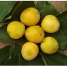 Prunus domestica ULENO RENKLODĖ