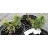 Kalninė pušis - Pinus mugo MINI MOPS