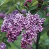 Alyvos - Syringa vulgaris SENSATION