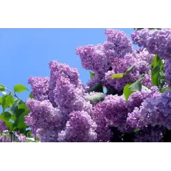 Alyvos - Syringa vulgaris