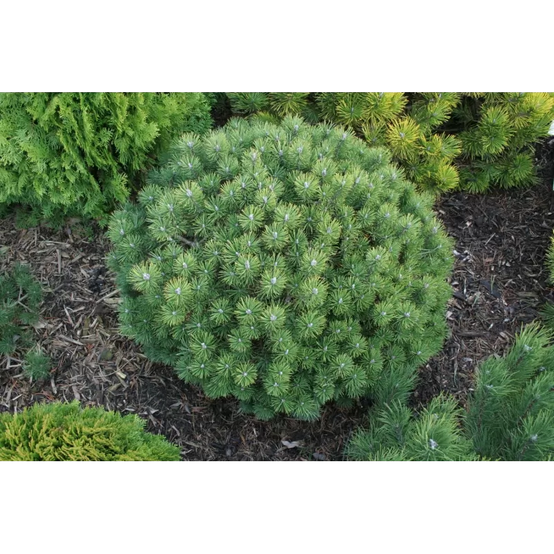 Kalninė pušis - Pinus mugo MINI MOPS