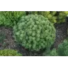Kalninė pušis - Pinus mugo MINI MOPS