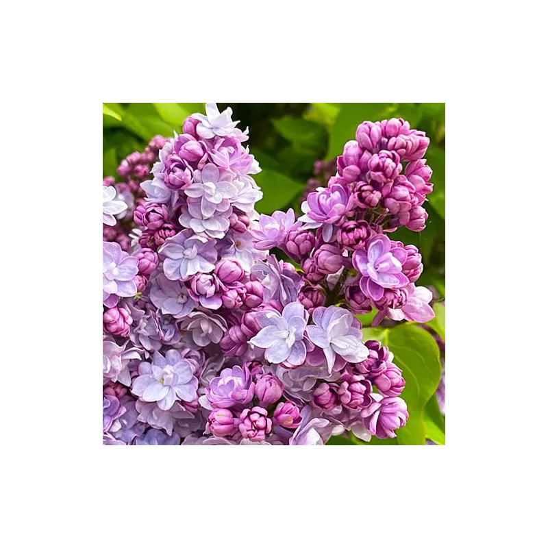 Alyvos - Syringa vulgaris BELLE DE NANCY