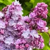 Alyvos - Syringa vulgaris BELLE DE NANCY