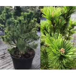 Kalninė pušis - Pinus mugo MUMPITZ