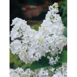 Alyvos (baltažiedė f.) - Syringa vulgaris ALBA