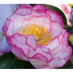 Camellia INSPIRATION