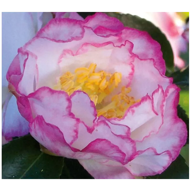 Kamelija - Camellia INSPIRATION